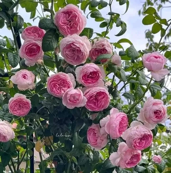 Hoa nhiều cánh, nở chùm