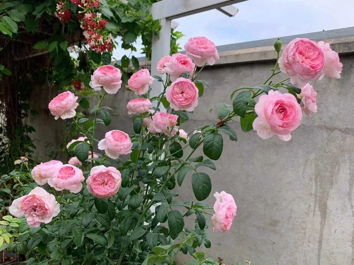 Hình ảnh khách chia sẻ về Mon Coeur