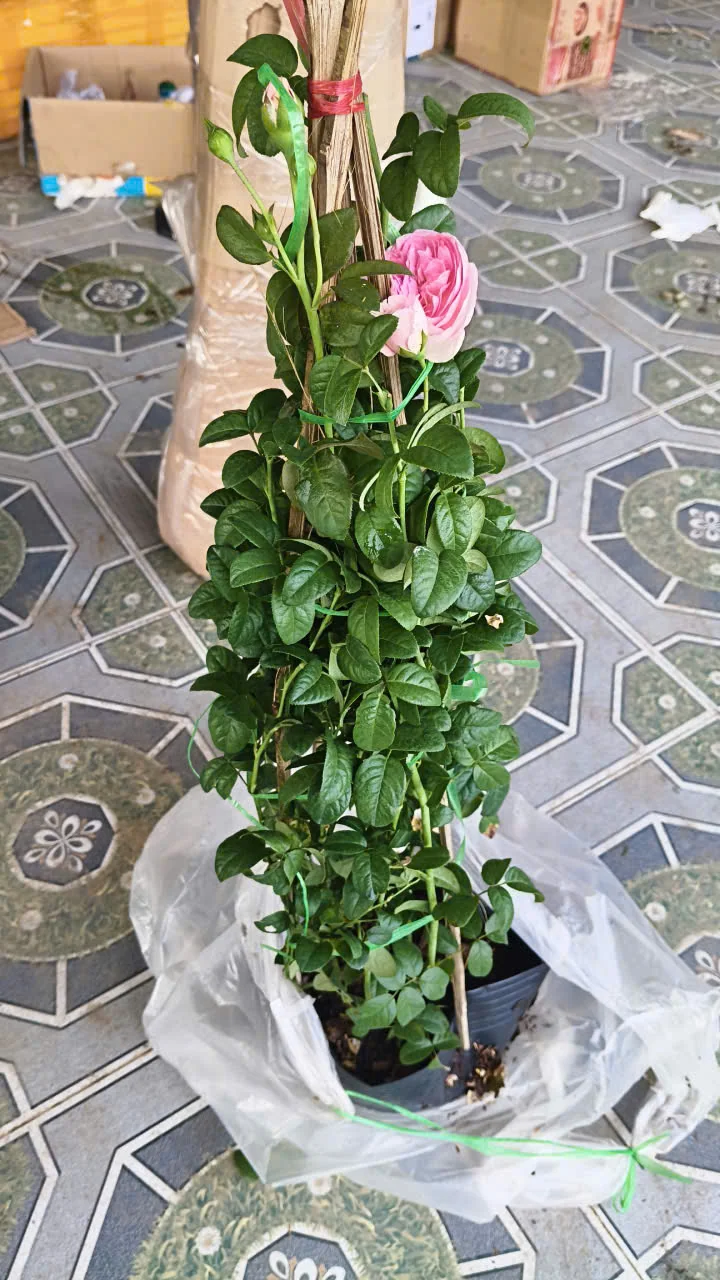 Cây Mon Coeur giao trong bầu, có cọc đỡ