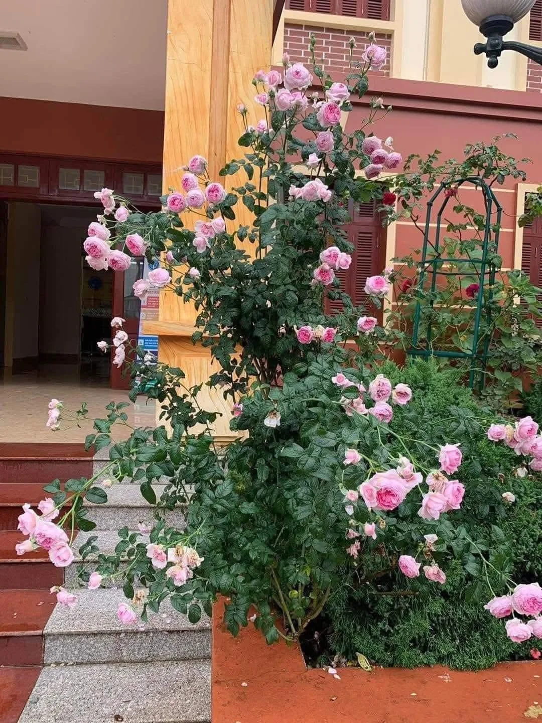 Lối vào nhà — cây trưởng thành tham khảo