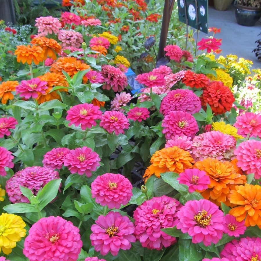 Hạt Giống Hoa Cúc Lá Nhám Mix Nhiều Màu – 200 Hạt Giống Hoa Sai Bông, Dễ Trồng, Nở Quanh Năm