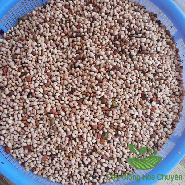 Hạt Giống Hoa Anh Đào Sakura 10 Hạt - Giống Quý, Sắc Hoa Nhật Bản Lãng Mạn - Ảnh 3