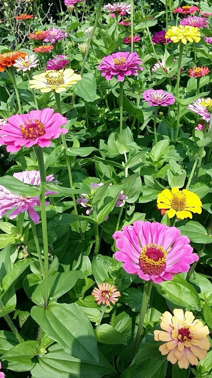 Hạt Giống Hoa Cúc Lá Nhám Mix Nhiều Màu – 200 Hạt Giống Hoa Sai Bông, Dễ Trồng, Nở Quanh Năm - Ảnh 3