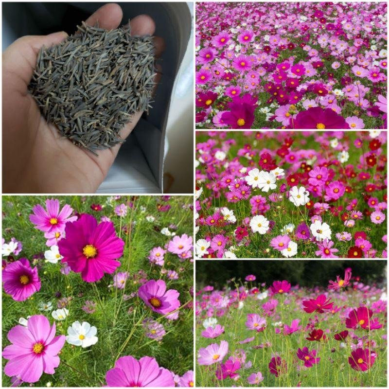 Hạt Giống Hoa Sao Nhái Mix Màu 200 Hạt - Hoa Đẹp, Dễ Trồng, Rực Rỡ Quanh Năm - Ảnh 2