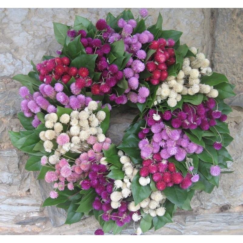 Hạt Giống Hoa Cúc Bách Nhật Nhiều Màu – Gói 100gr, Hoa Lâu Tàn, Bền Đẹp, Dễ Trồng - Ảnh 7