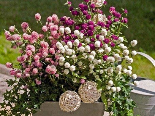 Hạt Giống Hoa Cúc Bách Nhật Nhiều Màu – Gói 100gr, Hoa Lâu Tàn, Bền Đẹp, Dễ Trồng - Ảnh 6