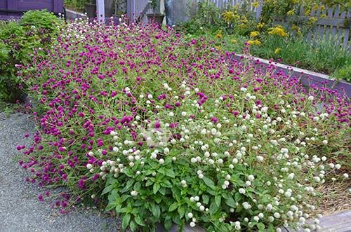 Hạt Giống Hoa Cúc Bách Nhật Nhiều Màu – Gói 100gr, Hoa Lâu Tàn, Bền Đẹp, Dễ Trồng - Ảnh 5