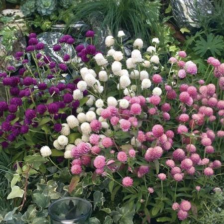 Hạt Giống Hoa Cúc Bách Nhật Nhiều Màu – Gói 100gr, Hoa Lâu Tàn, Bền Đẹp, Dễ Trồng