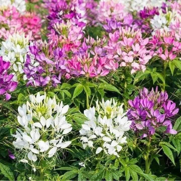 Hạt Giống Hoa Túy Điệp (Hồng Ri, Chiêu Quân) 100 Hạt - Giống Hoa Dễ Trồng, Nở Đẹp Quanh Năm - Ảnh 6