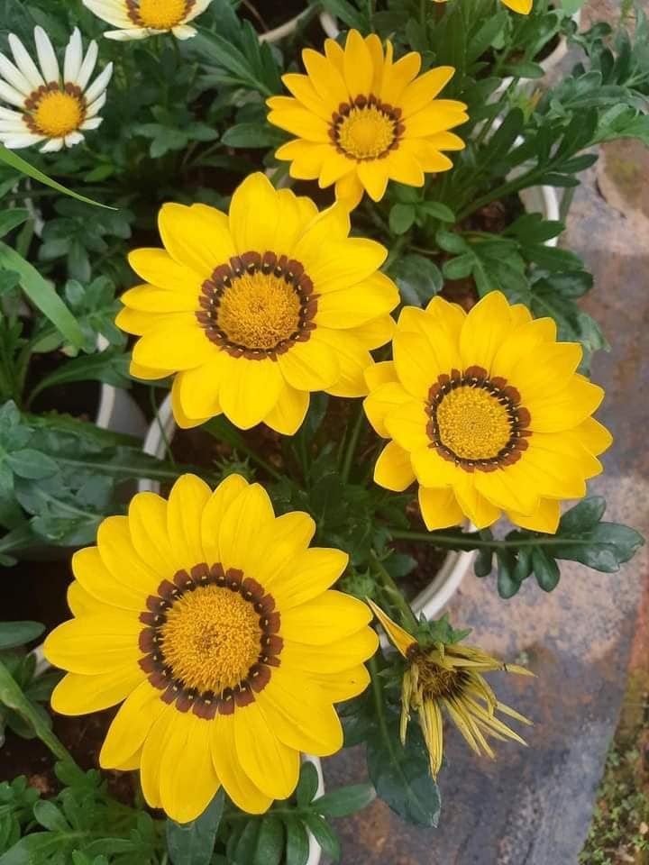 Hạt Giống Hoa Cúc Huân Chương Mix Nhiều Màu100 Hạt - Giống Hoa Siêu Đẹp, Dễ Trồng - Ảnh 4