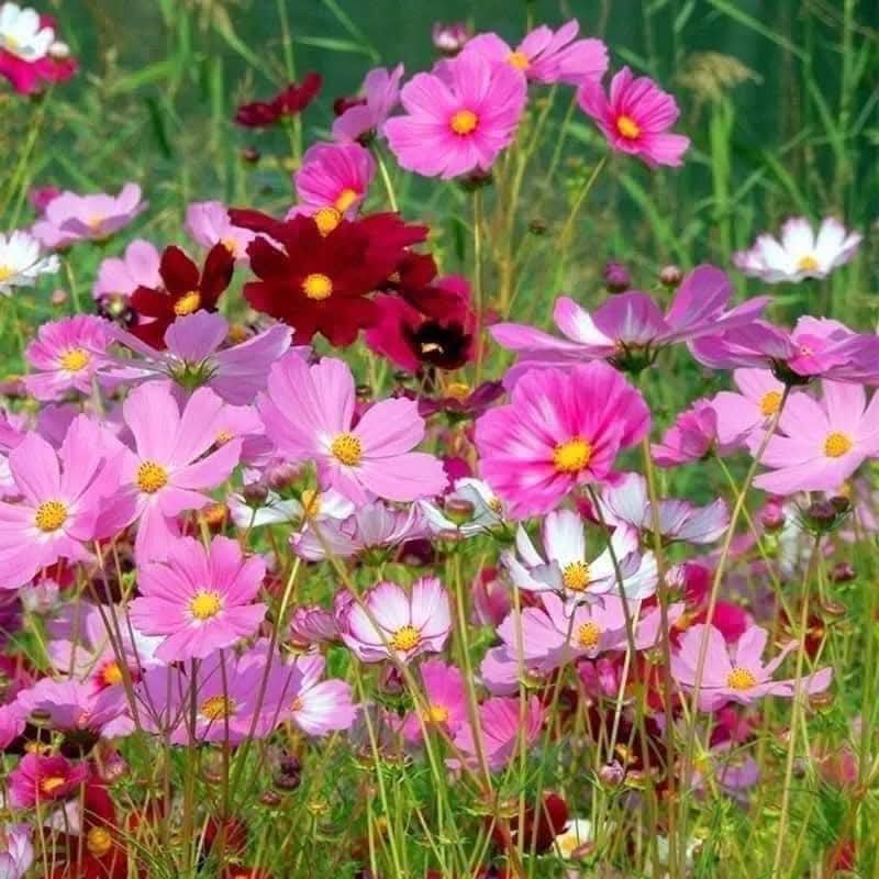 Hạt Giống Hoa Sao Nhái Mix Màu 200 Hạt - Hoa Đẹp, Dễ Trồng, Rực Rỡ Quanh Năm - Ảnh 4