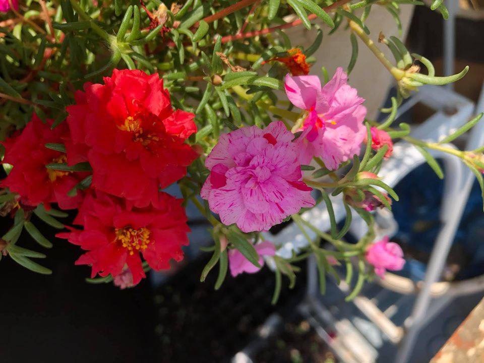 Hạt Giống Hoa Mười Giờ Mỹ – Gói 500 Hạt Mix Nhiều Màu, Dễ Trồng, Hoa Sai Quanh Năm - Ảnh 7