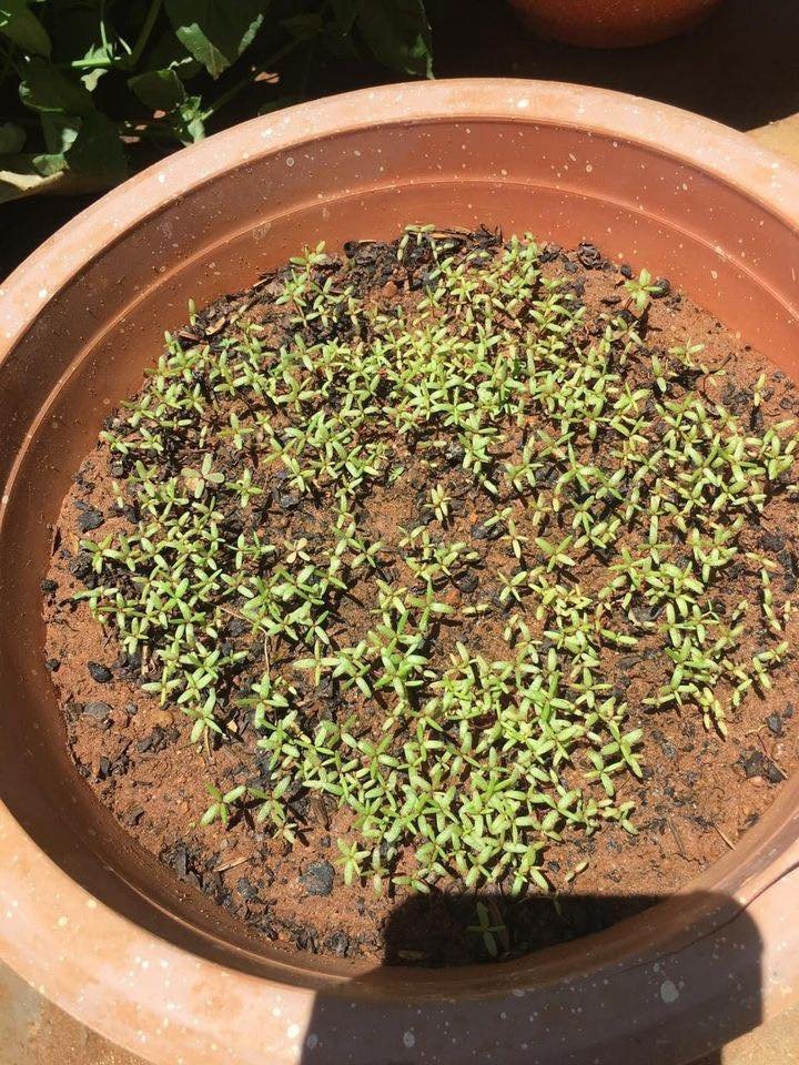 Hạt Giống Hoa Mười Giờ Mỹ – Gói 500 Hạt Mix Nhiều Màu, Dễ Trồng, Hoa Sai Quanh Năm - Ảnh 8