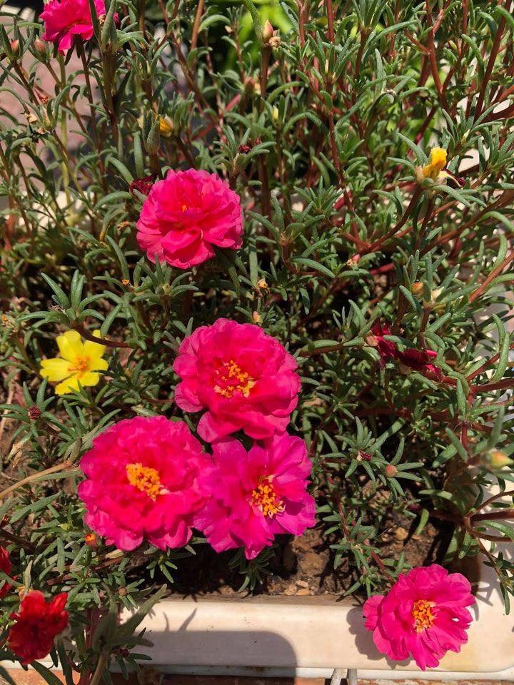 Hạt Giống Hoa Mười Giờ Mỹ – Gói 500 Hạt Mix Nhiều Màu, Dễ Trồng, Hoa Sai Quanh Năm - Ảnh 9