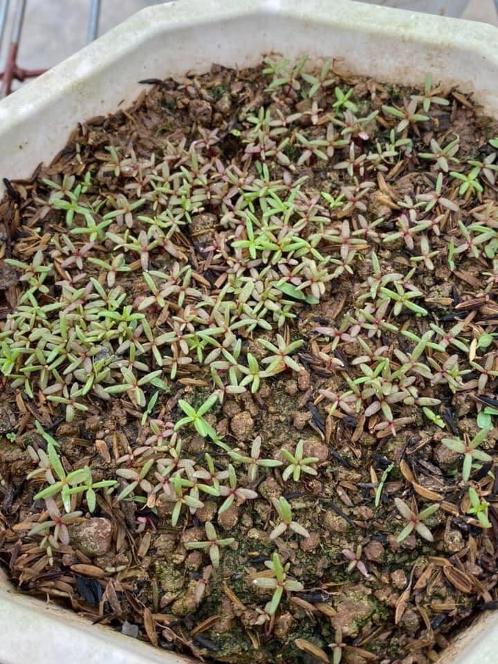 Hạt Giống Hoa Mười Giờ Mỹ – Gói 500 Hạt Mix Nhiều Màu, Dễ Trồng, Hoa Sai Quanh Năm - Ảnh 10