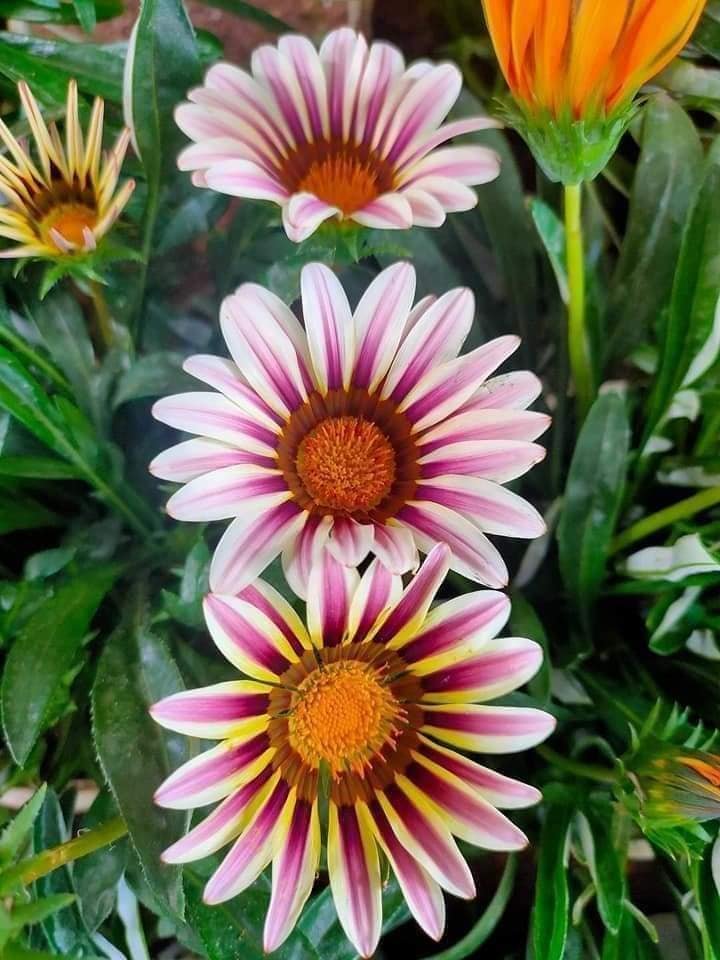 Hạt Giống Hoa Cúc Huân Chương Mix Nhiều Màu100 Hạt - Giống Hoa Siêu Đẹp, Dễ Trồng - Ảnh 7