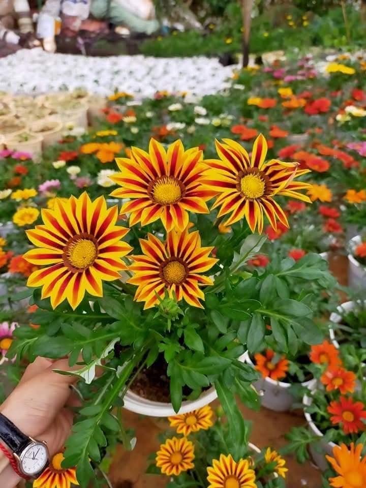 Hạt Giống Hoa Cúc Huân Chương Mix Nhiều Màu100 Hạt - Giống Hoa Siêu Đẹp, Dễ Trồng - Ảnh 10