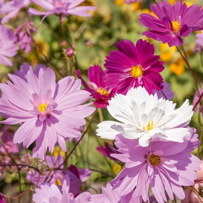 Hạt Giống Hoa Sao Nhái Kép Mix Màu 200 Hạt - Hoa Đẹp, Sai Hoa, Dễ Trồng - Ảnh 2