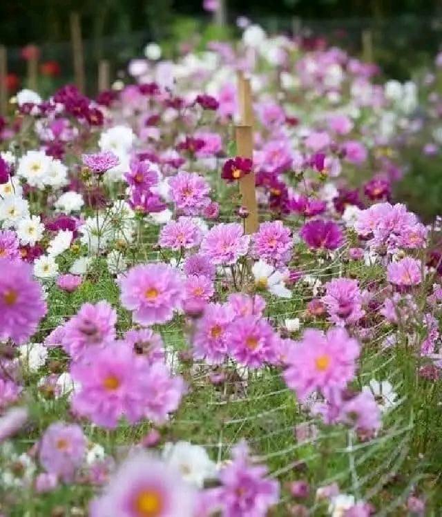 Hạt Giống Hoa Sao Nhái Kép Mix Màu 200 Hạt - Hoa Đẹp, Sai Hoa, Dễ Trồng - Ảnh 3