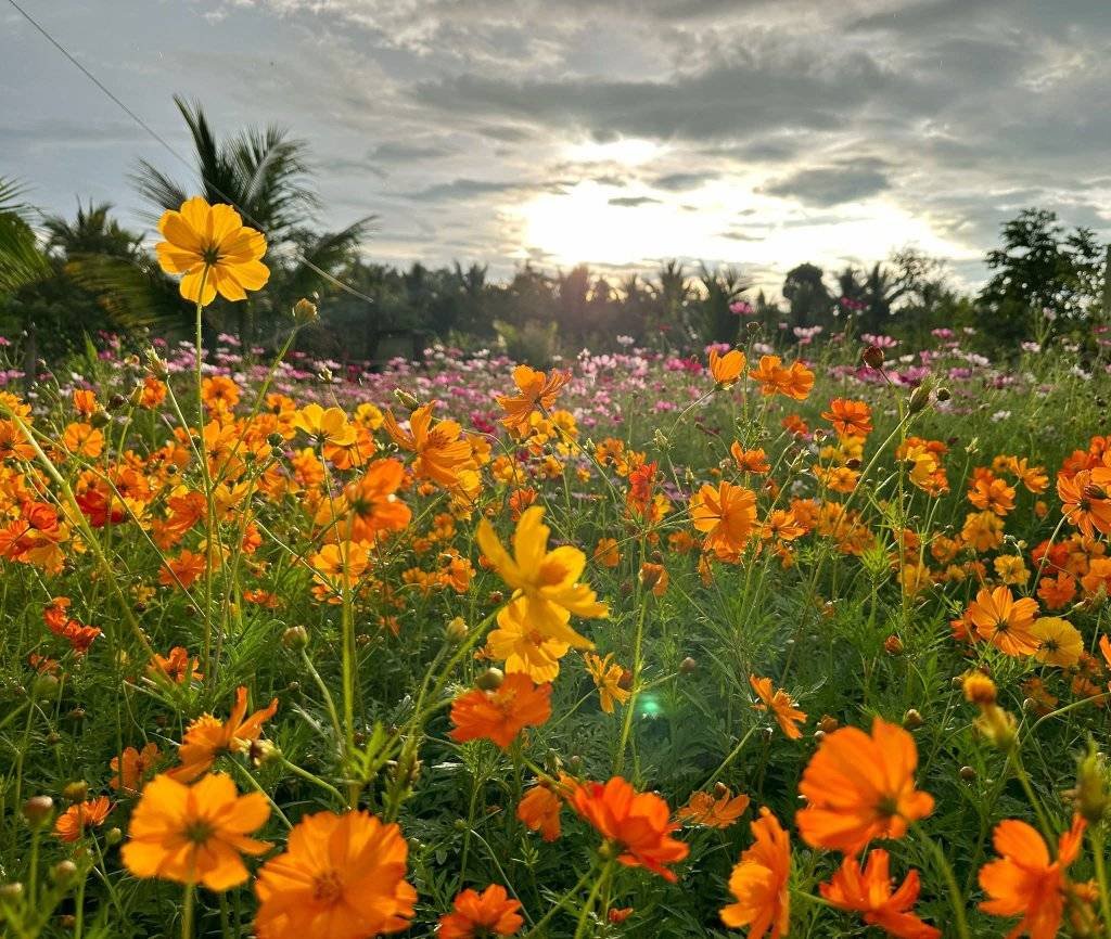 Hạt Giống Hoa Sao Nhái Vàng Cam 200 Hạt - Hoa Đẹp, Dễ Trồng, Sắc Vàng Rực Rỡ - Ảnh 6