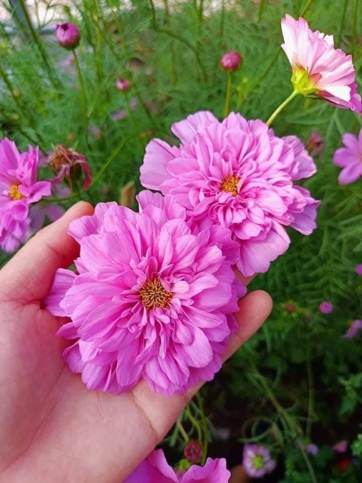 Hạt Giống Hoa Sao Nhái Kép Mix Màu 200 Hạt - Hoa Đẹp, Sai Hoa, Dễ Trồng - Ảnh 5