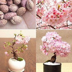 Hạt Giống Hoa Anh Đào Sakura 10 Hạt - Giống Quý, Sắc Hoa Nhật Bản Lãng Mạn