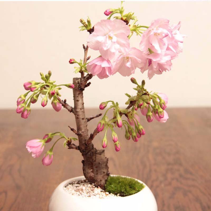 Hạt Giống Hoa Anh Đào Sakura 10 Hạt - Giống Quý, Sắc Hoa Nhật Bản Lãng Mạn - Ảnh 2