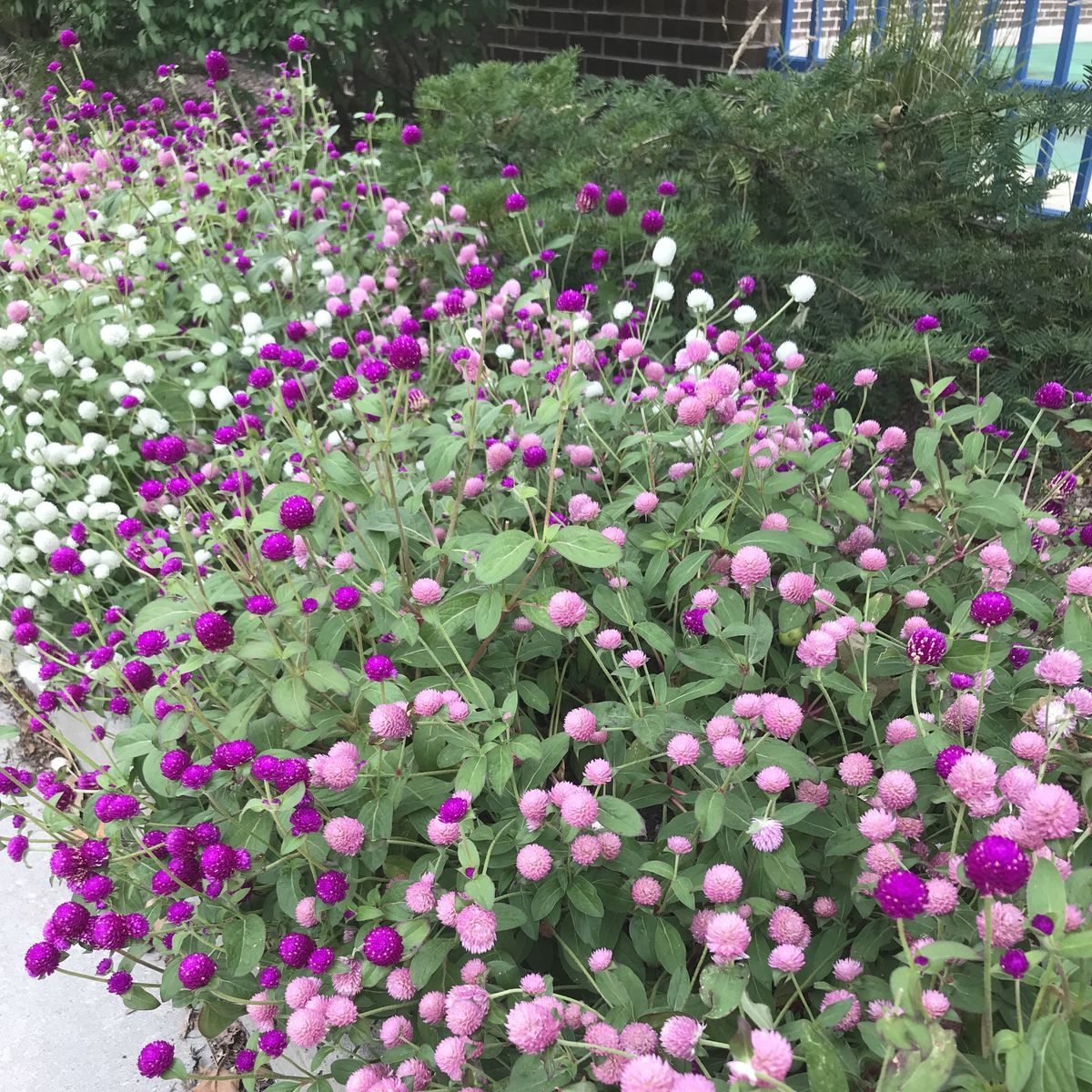 Hạt Giống Hoa Cúc Bách Nhật Nhiều Màu – Gói 100gr, Hoa Lâu Tàn, Bền Đẹp, Dễ Trồng - Ảnh 10