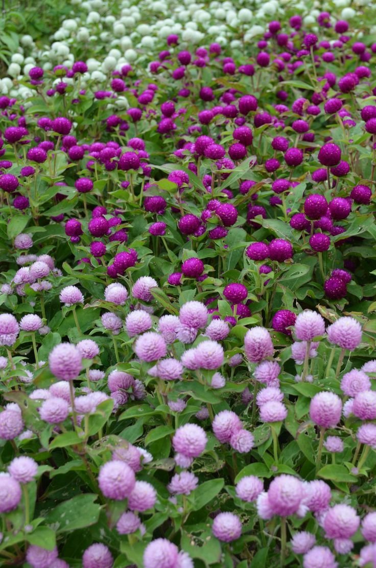 Hạt Giống Hoa Cúc Bách Nhật Nhiều Màu – Gói 100gr, Hoa Lâu Tàn, Bền Đẹp, Dễ Trồng - Ảnh 9