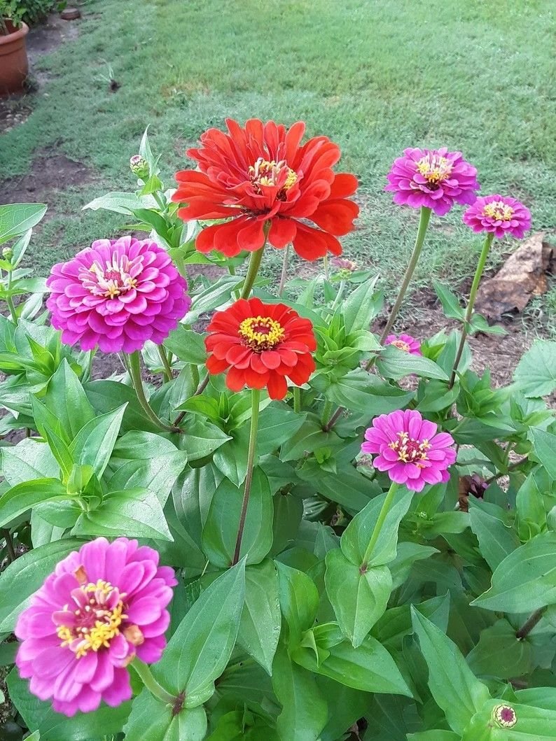 Hạt Giống Hoa Cúc Lá Nhám Mix Nhiều Màu – 200 Hạt Giống Hoa Sai Bông, Dễ Trồng, Nở Quanh Năm - Ảnh 8