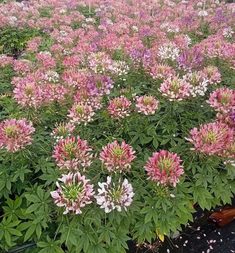 Hạt Giống Hoa Túy Điệp (Hồng Ri, Chiêu Quân) 100 Hạt - Giống Hoa Dễ Trồng, Nở Đẹp Quanh Năm - Ảnh 7