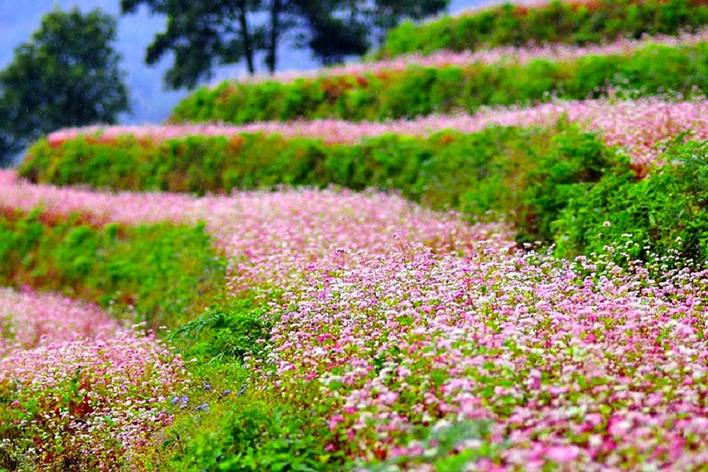 Hạt Giống Hoa Tam Giác Mạch Nhiều Màu – 200 Hạt Giống Hoa Đẹp, Dễ Trồng, Nở Rộ Thành Thảm Hoa Rực Rỡ - Ảnh 8