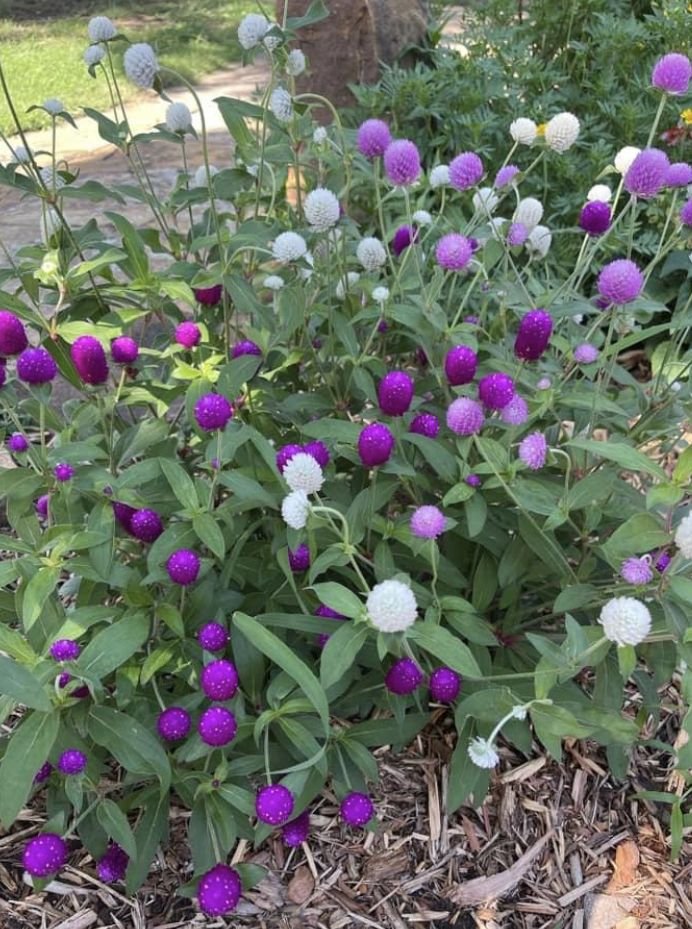 Hạt Giống Hoa Cúc Bách Nhật Nhiều Màu – Gói 100gr, Hoa Lâu Tàn, Bền Đẹp, Dễ Trồng - Ảnh 3