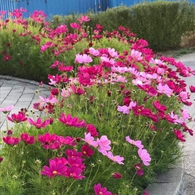 Hạt Giống Hoa Sao Nhái Mix Màu 200 Hạt - Hoa Đẹp, Dễ Trồng, Rực Rỡ Quanh Năm - Ảnh 8