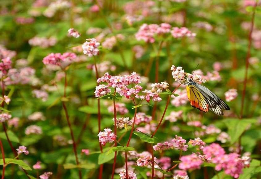 Hạt Giống Hoa Tam Giác Mạch Nhiều Màu – 200 Hạt Giống Hoa Đẹp, Dễ Trồng, Nở Rộ Thành Thảm Hoa Rực Rỡ - Ảnh 7