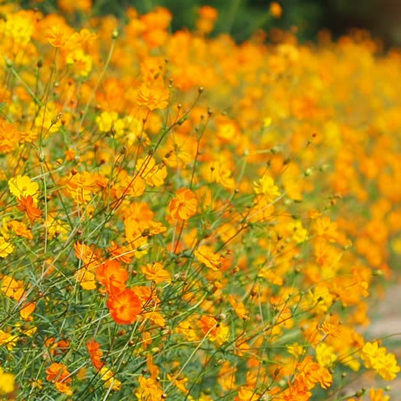 Hạt Giống Hoa Sao Nhái Vàng Cam 200 Hạt - Hoa Đẹp, Dễ Trồng, Sắc Vàng Rực Rỡ - Ảnh 9