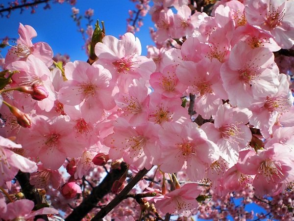 Hạt Giống Hoa Anh Đào Sakura 10 Hạt - Giống Quý, Sắc Hoa Nhật Bản Lãng Mạn - Ảnh 7