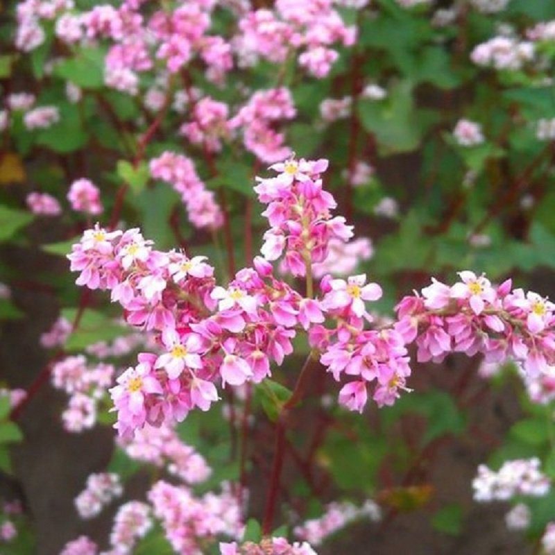 Hạt Giống Hoa Tam Giác Mạch Nhiều Màu – 200 Hạt Giống Hoa Đẹp, Dễ Trồng, Nở Rộ Thành Thảm Hoa Rực Rỡ - Ảnh 6