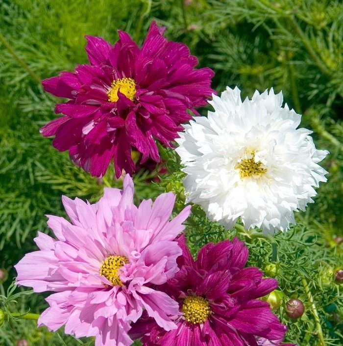 Hạt Giống Hoa Sao Nhái Kép Mix Màu 200 Hạt - Hoa Đẹp, Sai Hoa, Dễ Trồng - Ảnh 8