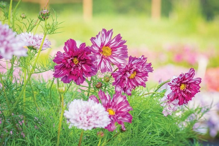 Hạt Giống Hoa Sao Nhái Kép Mix Màu 200 Hạt - Hoa Đẹp, Sai Hoa, Dễ Trồng - Ảnh 9