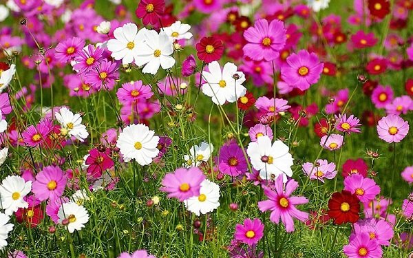 Hạt Giống Hoa Sao Nhái Mix Màu 200 Hạt - Hoa Đẹp, Dễ Trồng, Rực Rỡ Quanh Năm - Ảnh 10