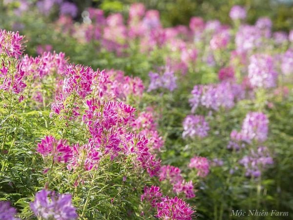 Hạt Giống Hoa Túy Điệp (Hồng Ri, Chiêu Quân) 100 Hạt - Giống Hoa Dễ Trồng, Nở Đẹp Quanh Năm - Ảnh 9