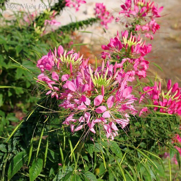 Hạt Giống Hoa Túy Điệp (Hồng Ri, Chiêu Quân) 100 Hạt - Giống Hoa Dễ Trồng, Nở Đẹp Quanh Năm