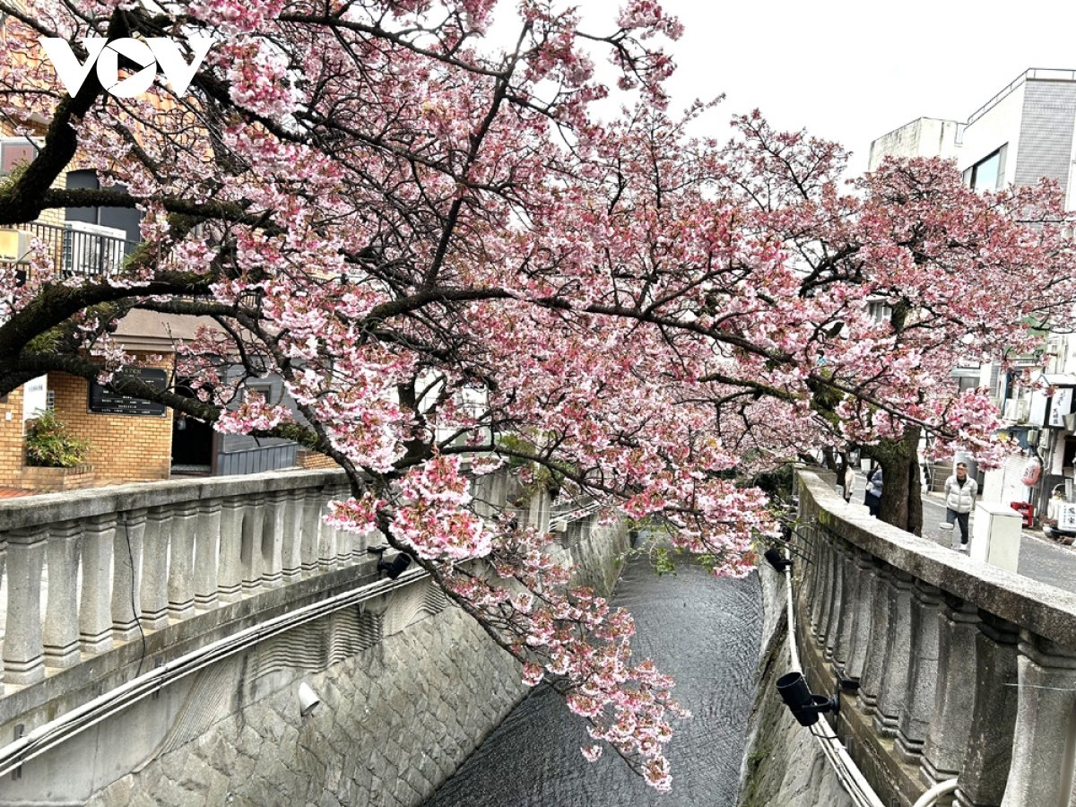 Hạt Giống Hoa Anh Đào Sakura 10 Hạt - Giống Quý, Sắc Hoa Nhật Bản Lãng Mạn - Ảnh 9