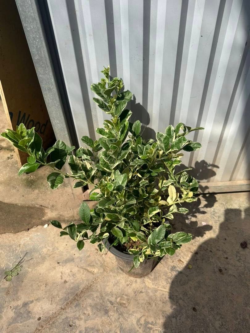 Cây Chanh Cẩm Thạch – Giống Cảnh Lá Xanh Trắng, Quả Hồng Độc Lạ, Trang Trí Sang Trọng - Ảnh 2