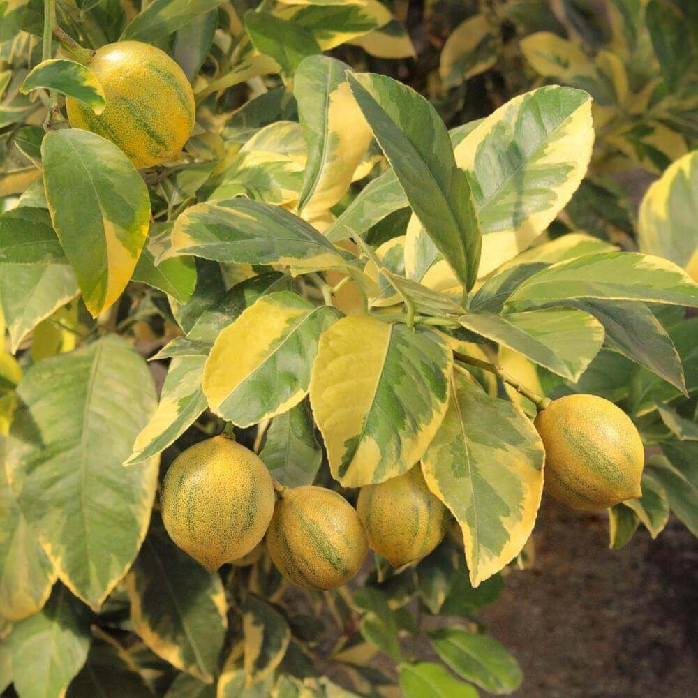 Cây Chanh Cẩm Thạch – Giống Cảnh Lá Xanh Trắng, Quả Hồng Độc Lạ, Trang Trí Sang Trọng