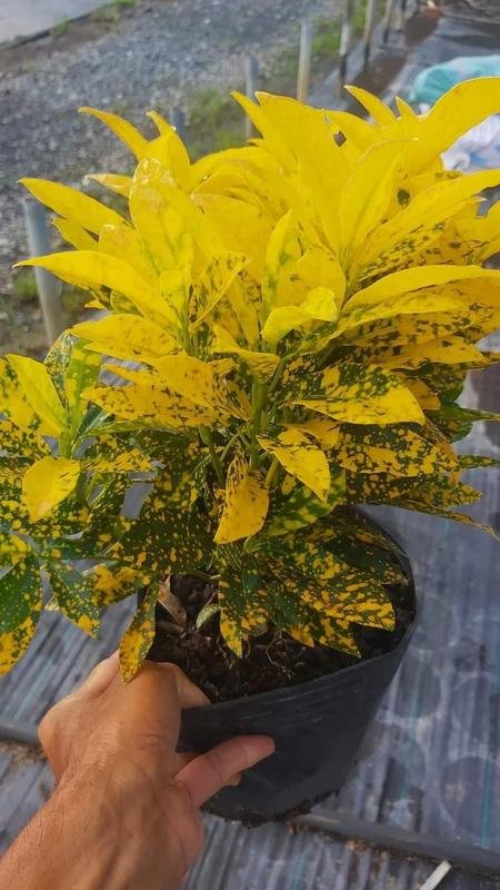 Cây Lá Cảnh Vàng Bạc – Lá Sáng Màu Ấn Tượng, Chịu Nắng Tốt, Trang Trí Sân Vườn – Lối Đi – Ban Công - Ảnh 7