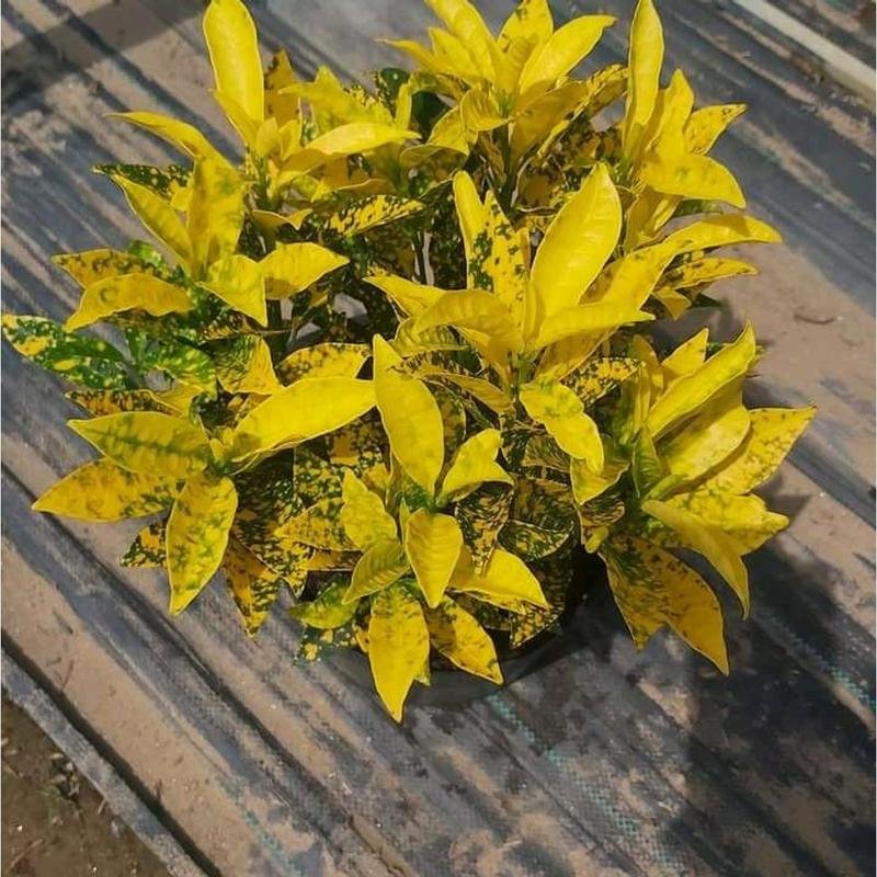 Cây Lá Cảnh Vàng Bạc – Lá Sáng Màu Ấn Tượng, Chịu Nắng Tốt, Trang Trí Sân Vườn – Lối Đi – Ban Công - Ảnh 6