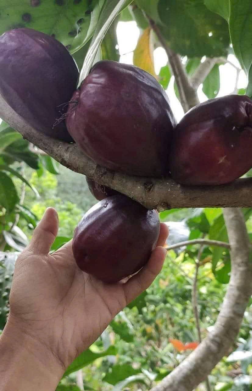 Cây Mận Điều Đỏ Hoa Đỏ – Giống Cây Ăn Trái Miền Tây, Trái Ngọt Mọng, Dễ Trồng - Ảnh 7