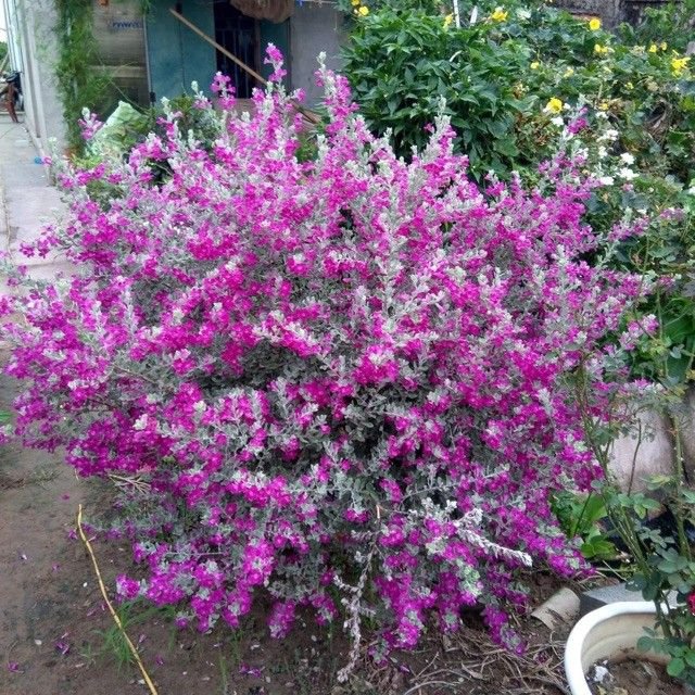 Tuyết Sơn Phi Hồng Tree Dáng 1 Thân – Cây Trang Trí Sân Vườn, Hoa Tím Hồng Nổi Bật, Chịu Nắng Tốt